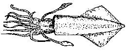 squid300.gif (1735 bytes)